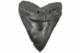 Fossil Megalodon Tooth - Huge Meg Tooth #185216-1